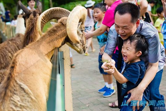 游客不断投喂"零食" 动物撑坏肚子"伤不起"  